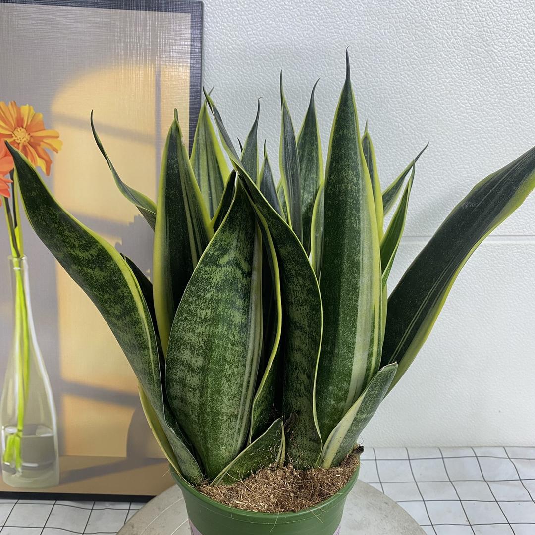 居家花卉绿植