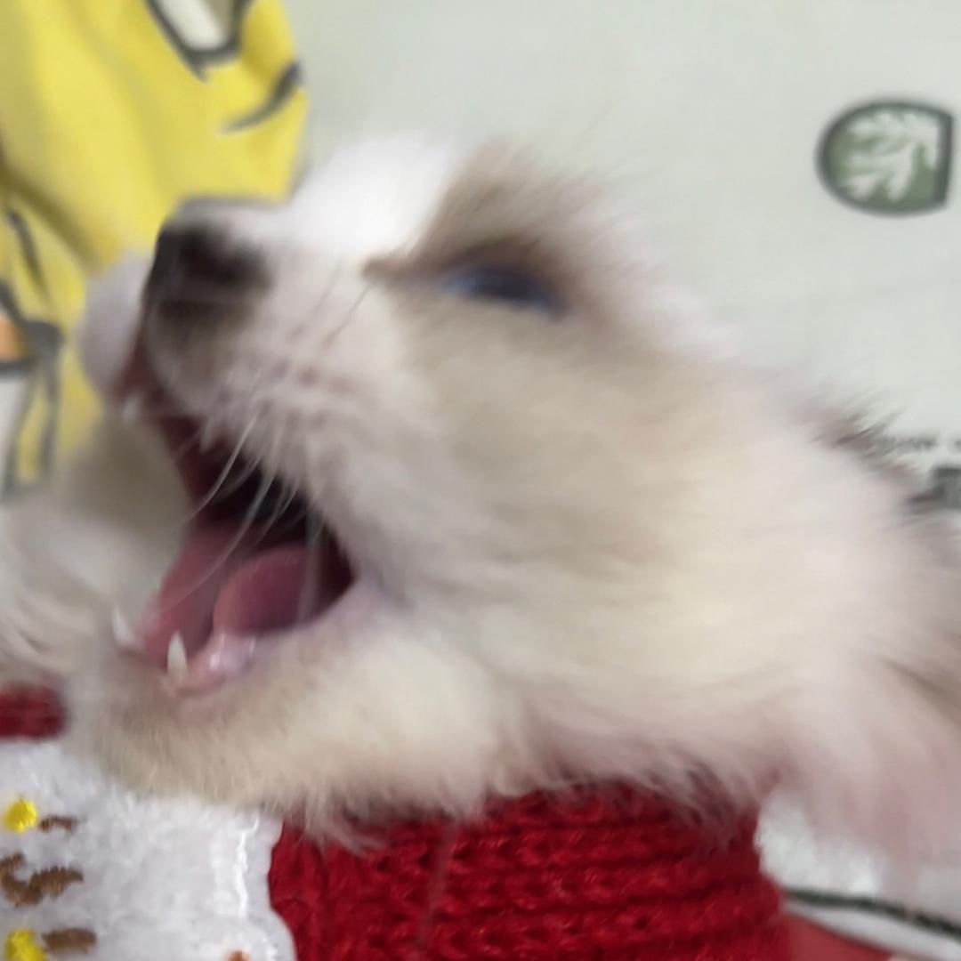 小猪巴达马