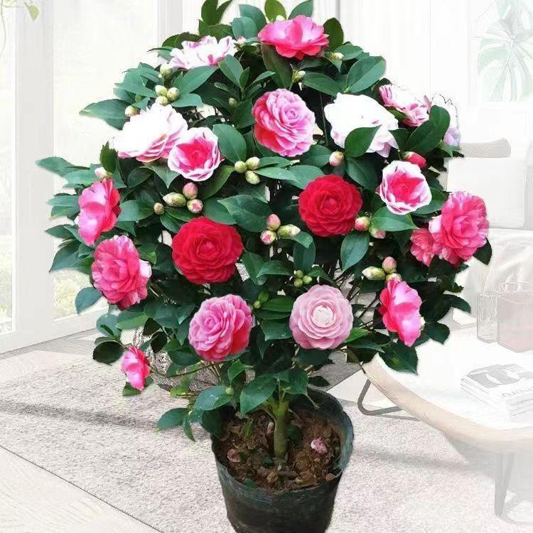 皓皓花卉