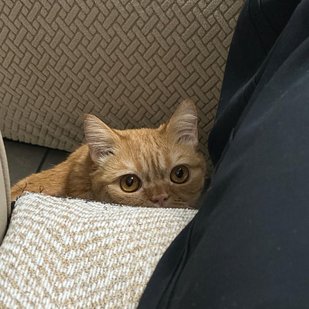 拾贰有只猫