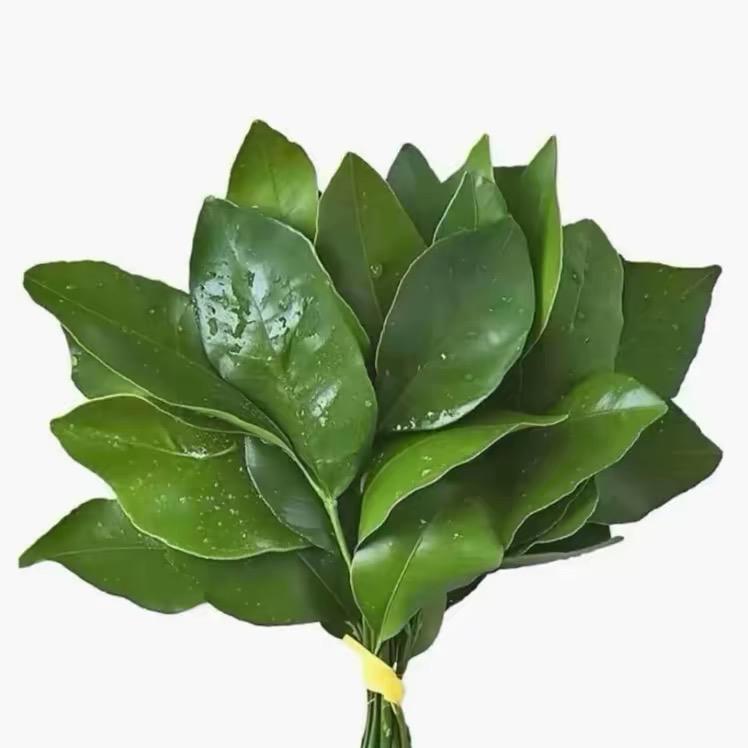 红苹果刺客🥷