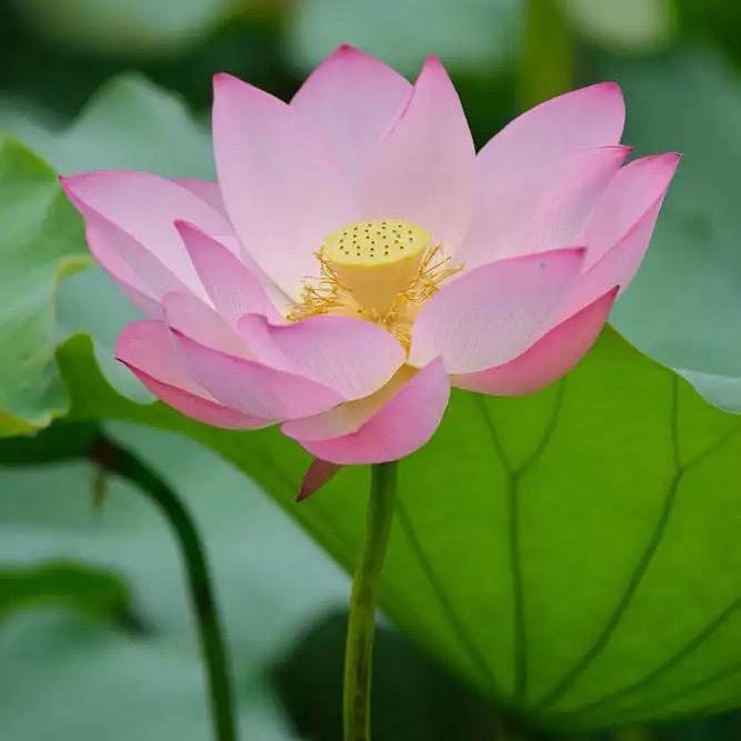 常安福洗浴玲玲