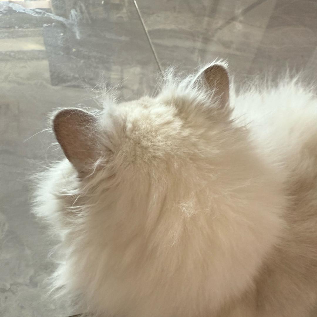 AAA大润发杀鱼嘟哥