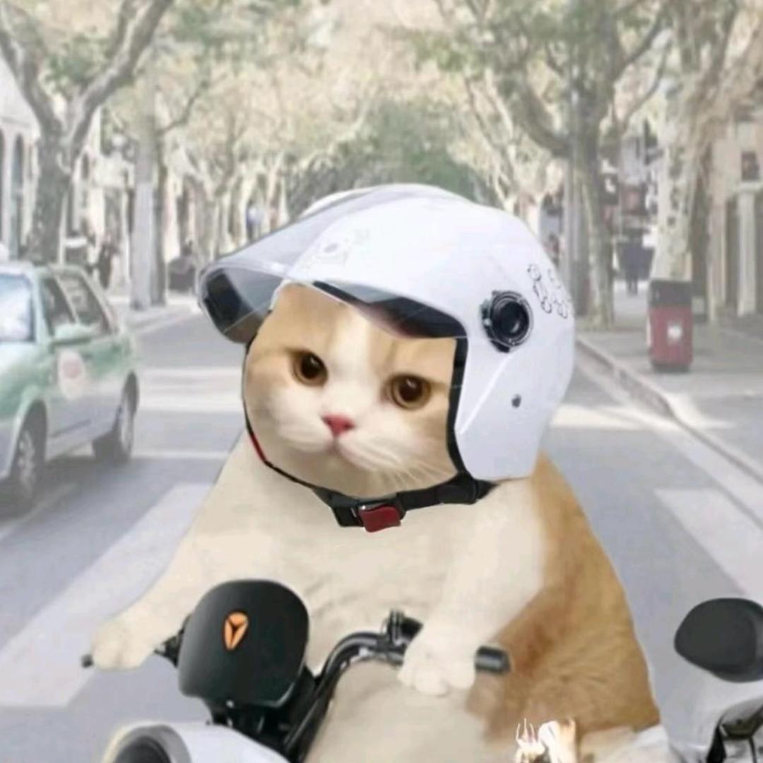 天门meme猫