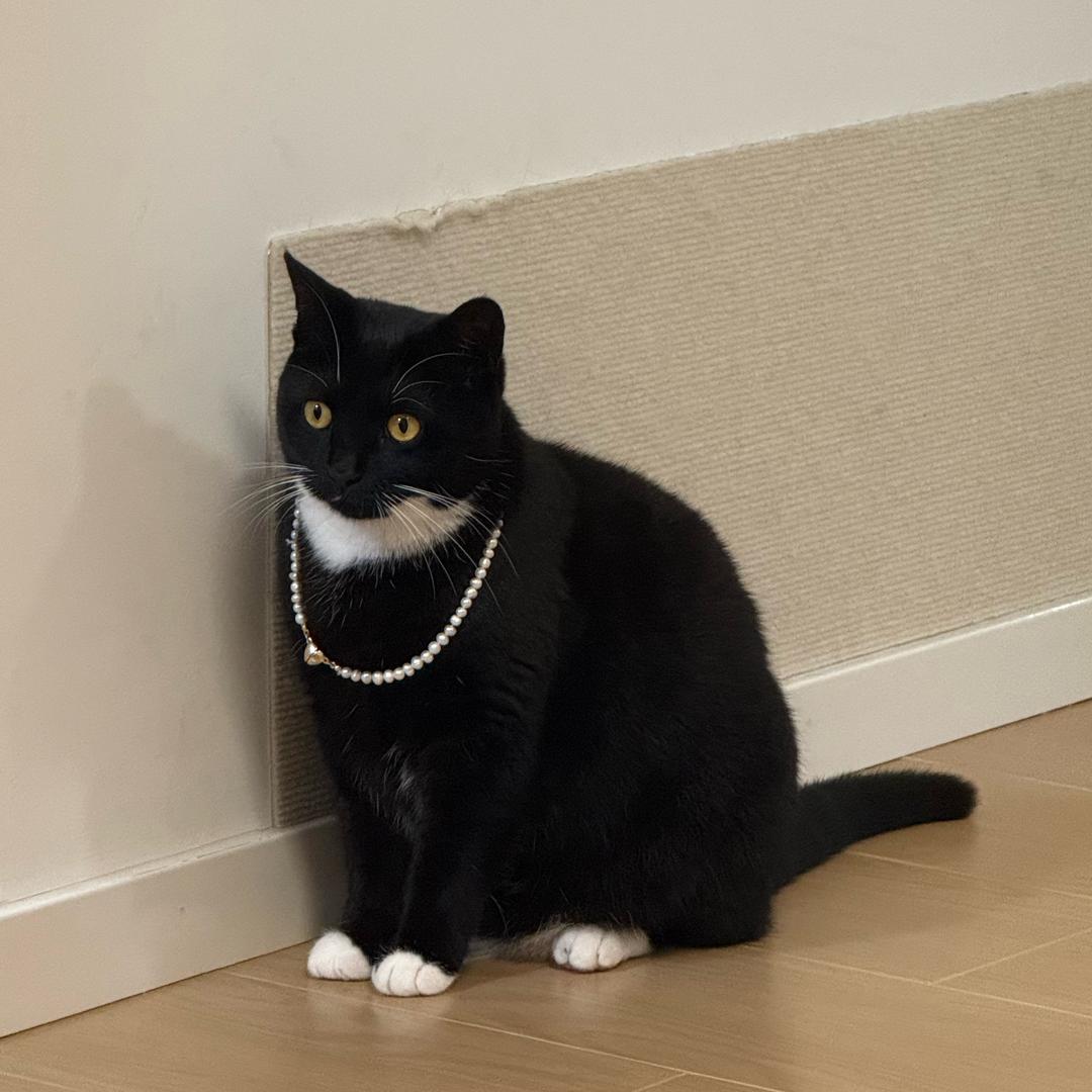 福来是只猪咪
