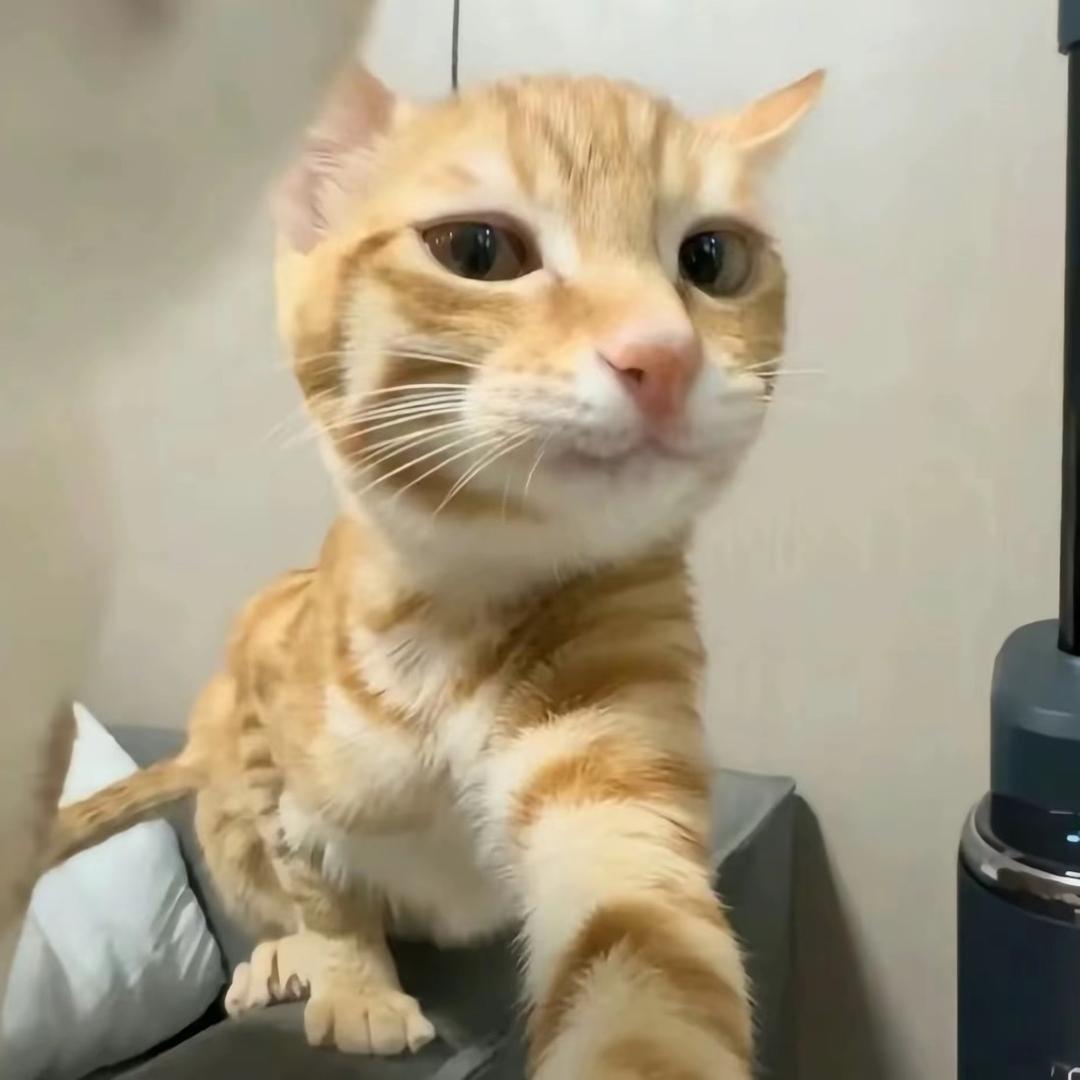 什么旺旺碎冰冰