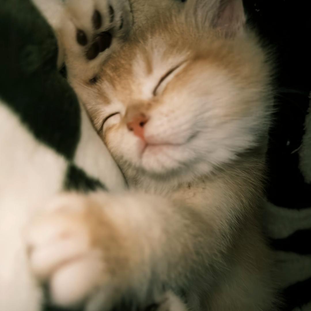 夏夏当王噜💤