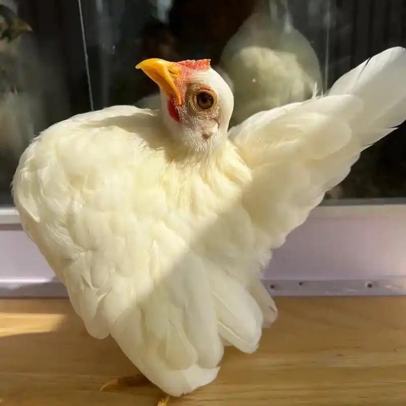 爱吃老鹰的小鸡