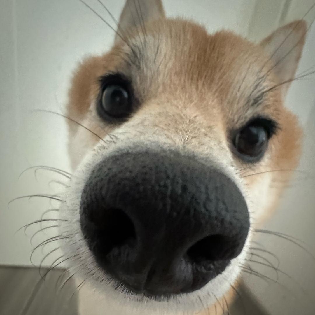 柴犬小二