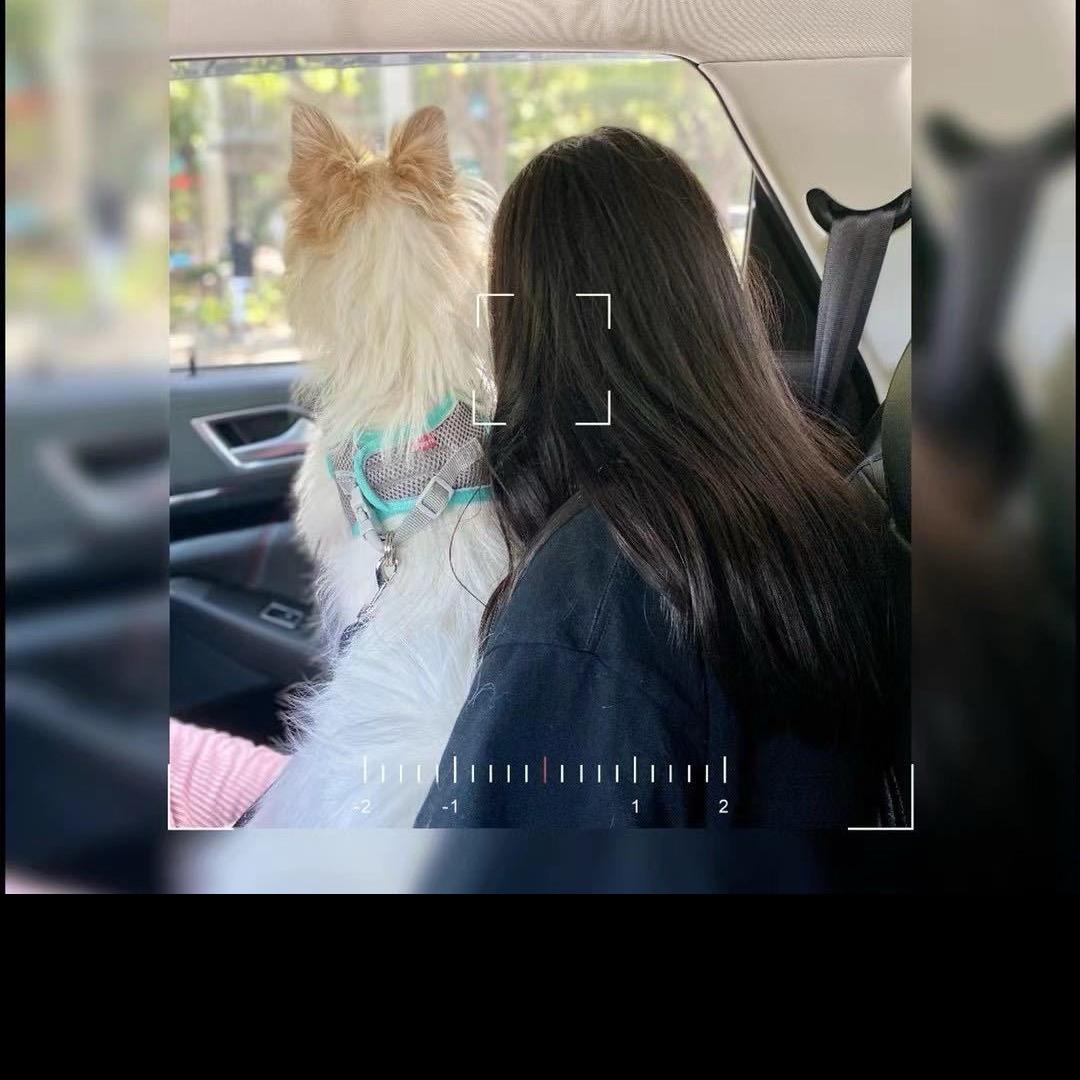 好多喵😺😺😺😺😺🐶