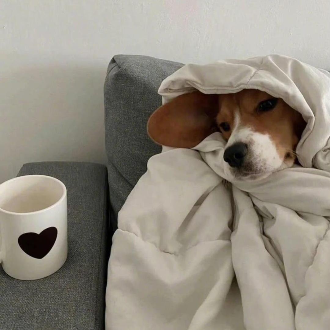 伟大的番茄炒蛋