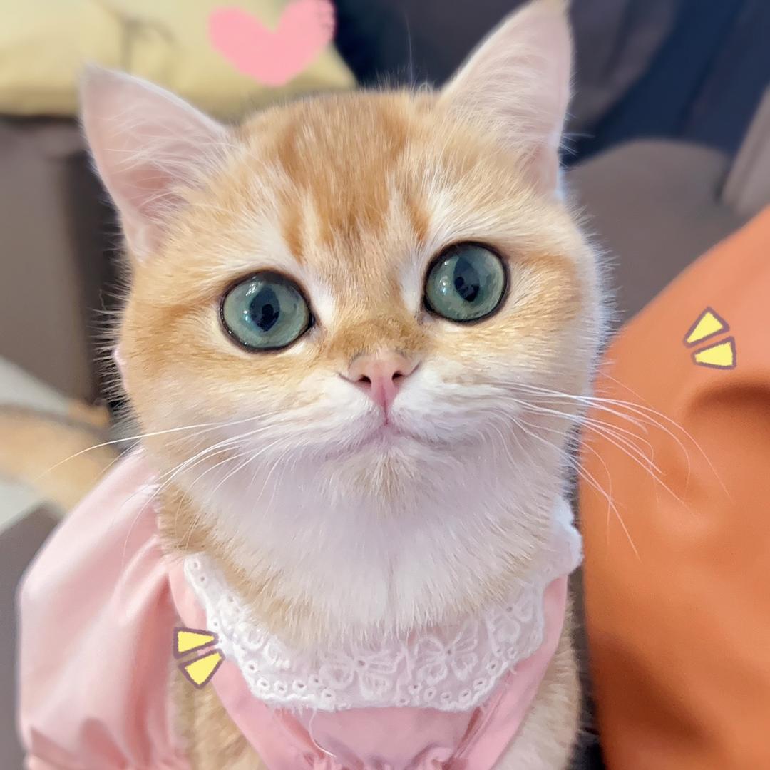 莫小卡是喵（amsr助眠版）