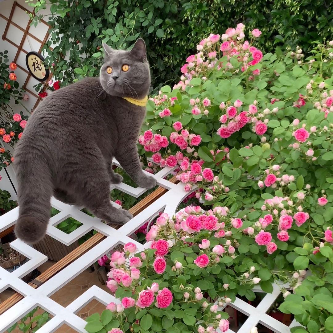 赵掌柜的花园