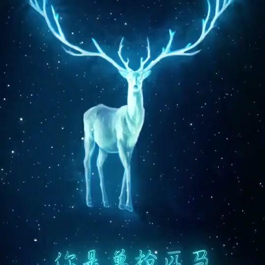 狼