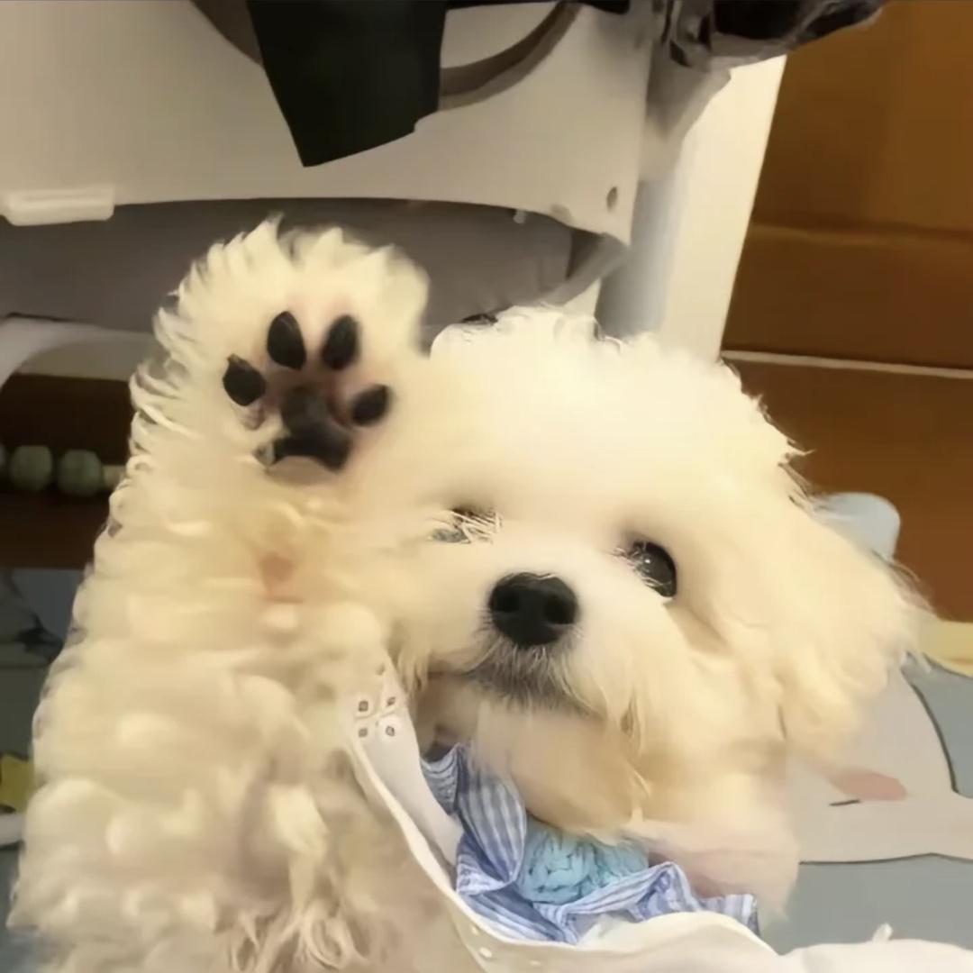 折耳根六斤六两