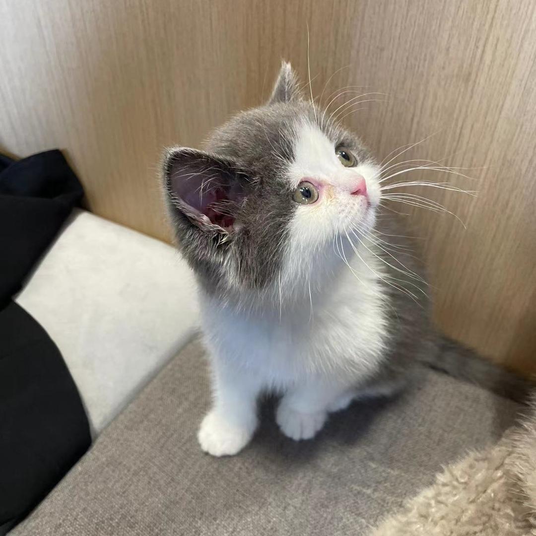 一只会笑的猫咪