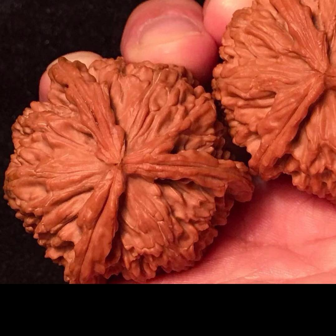 核桃仁