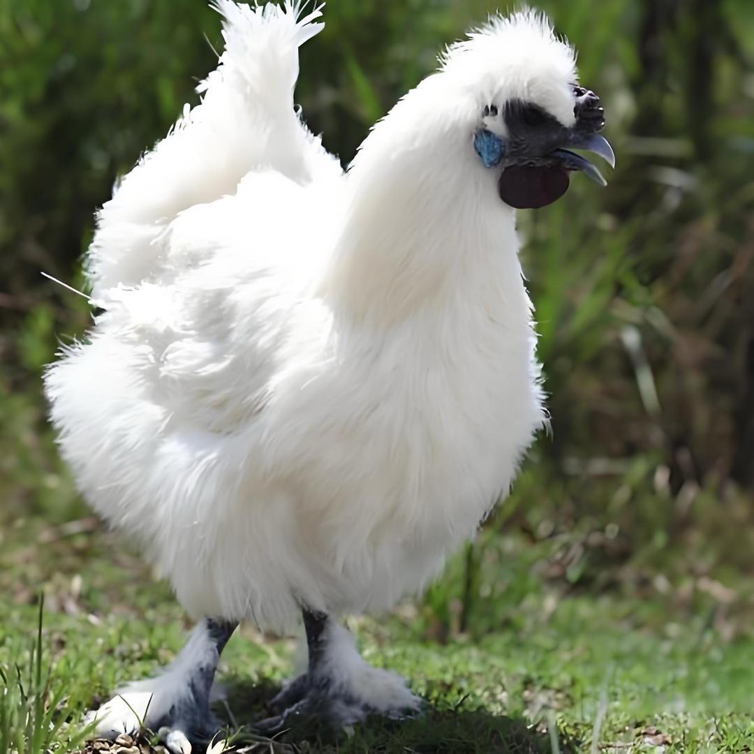 小米内江曹五姐养殖场