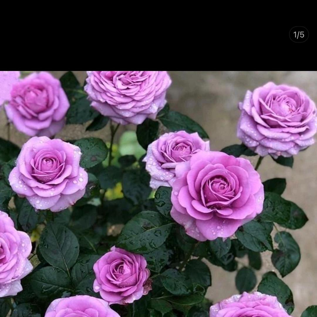 国悦大花月季园