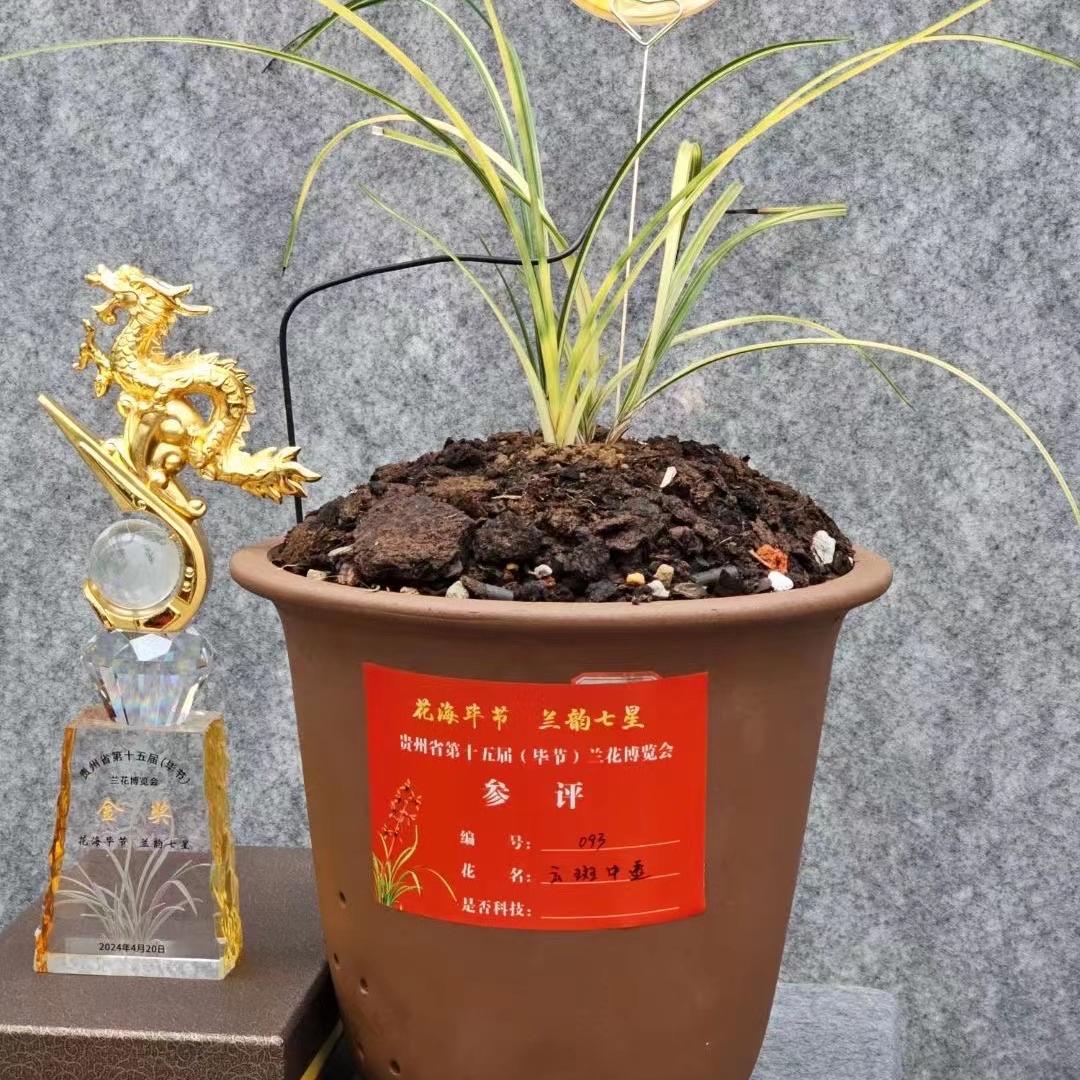 大方阿城兰花经营店