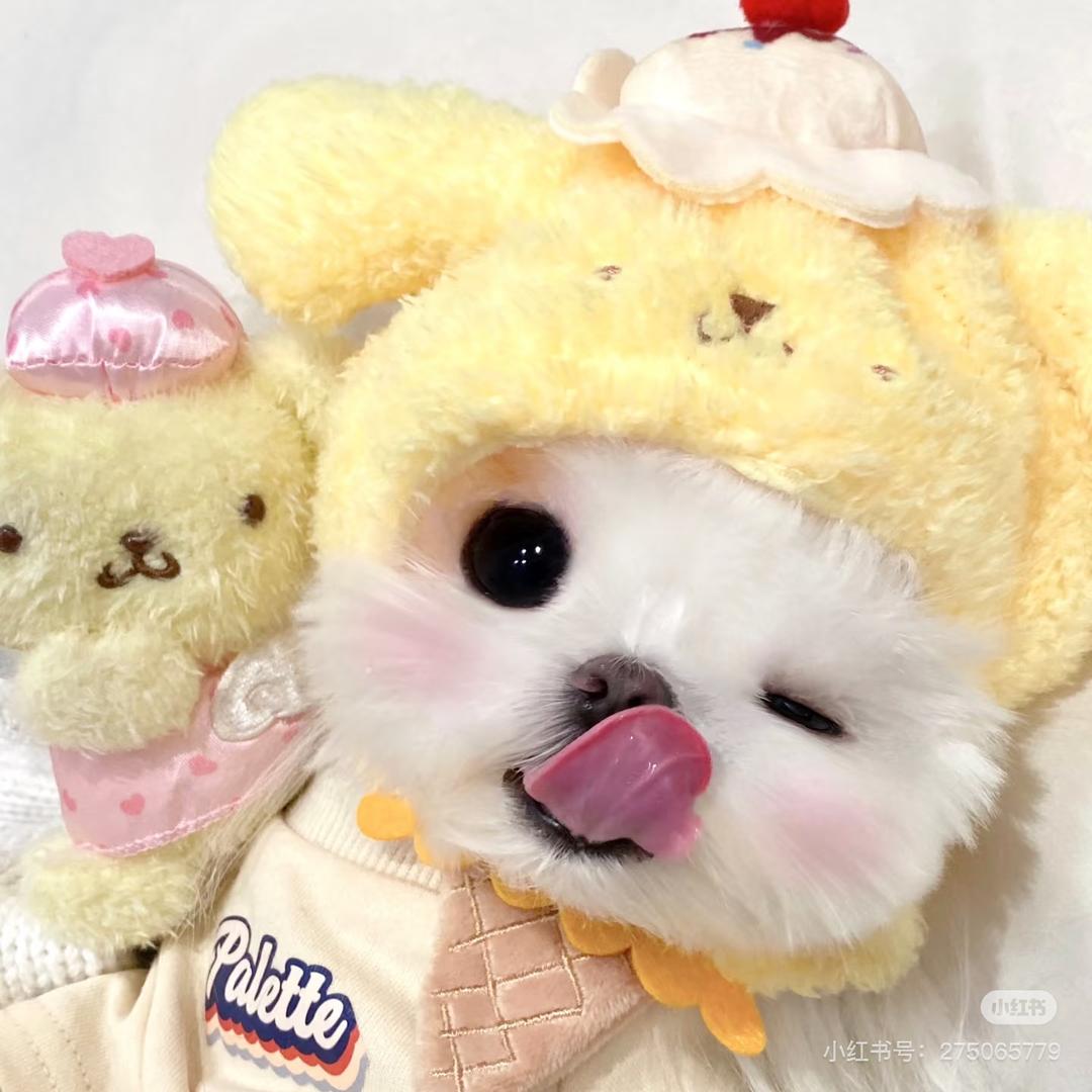 狗子儿🐶
