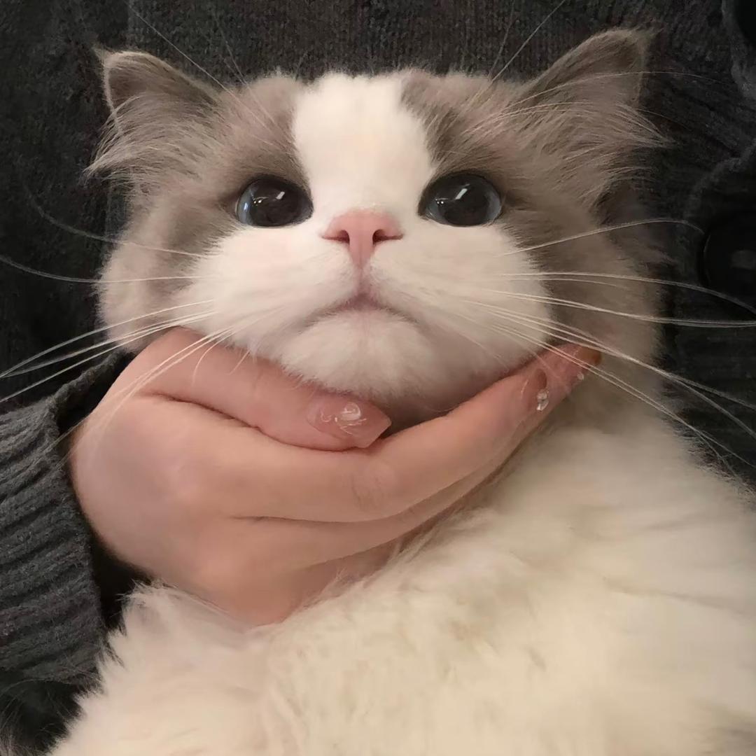 发财好运西红柿🍅