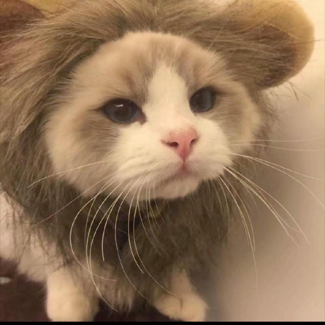 鱼丸粗面。