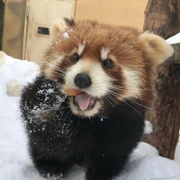 知健犯