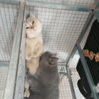 儿童相见不相识，笑问胖子何处来！