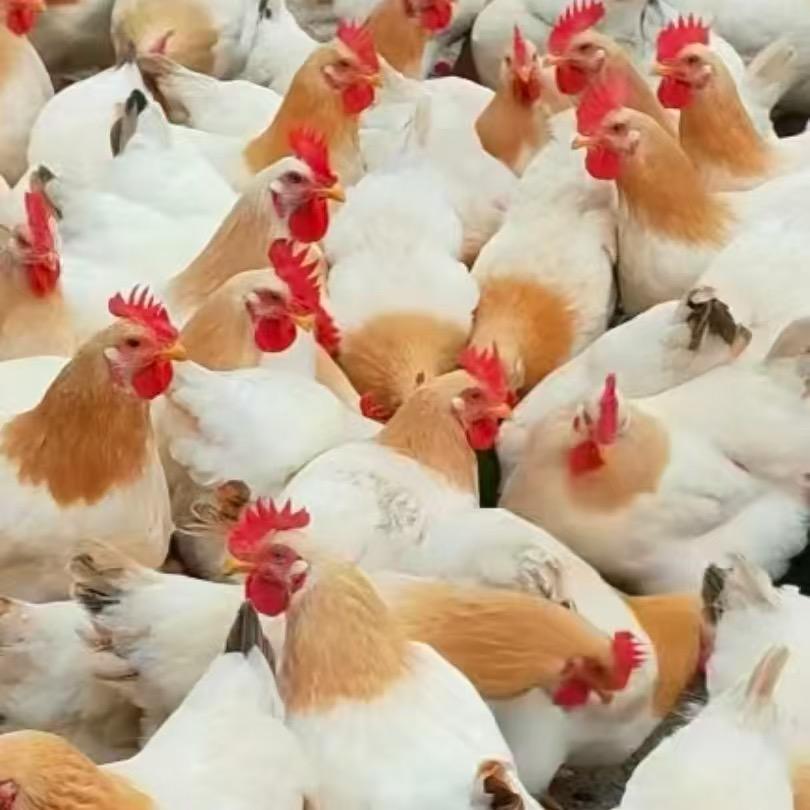 广西特产古典母鸡