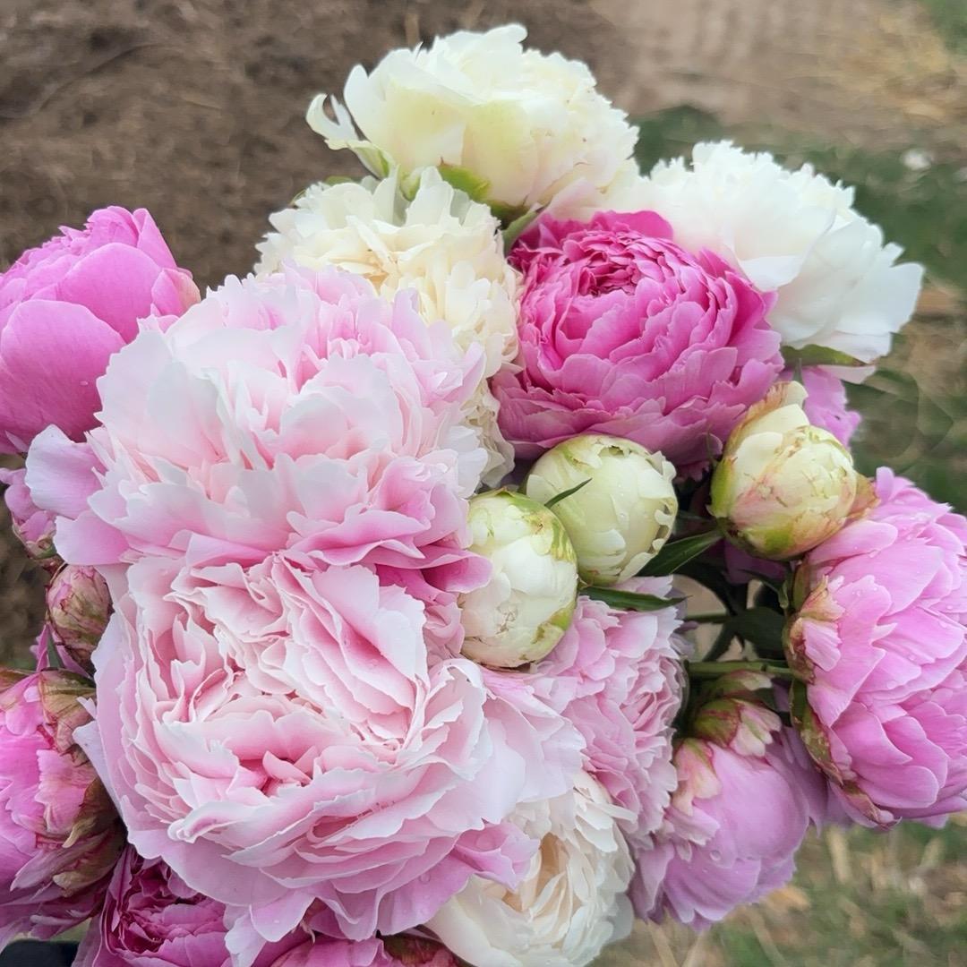 菏泽老炮牡丹芍药🌸
