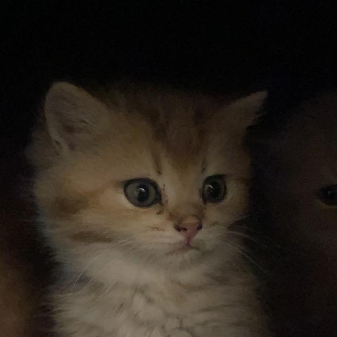 一只朋克小猫