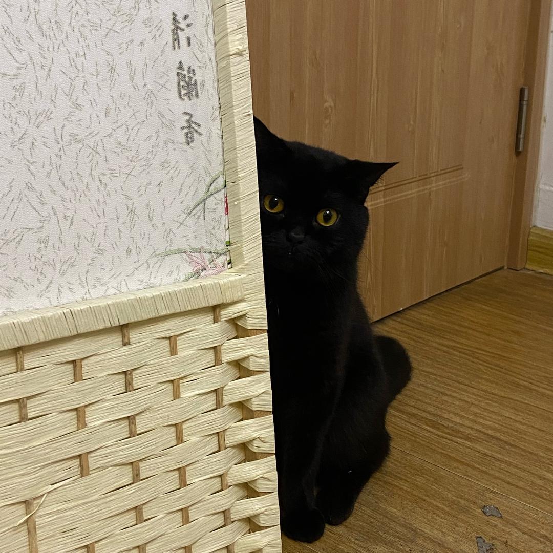 千百万和梁咚咚