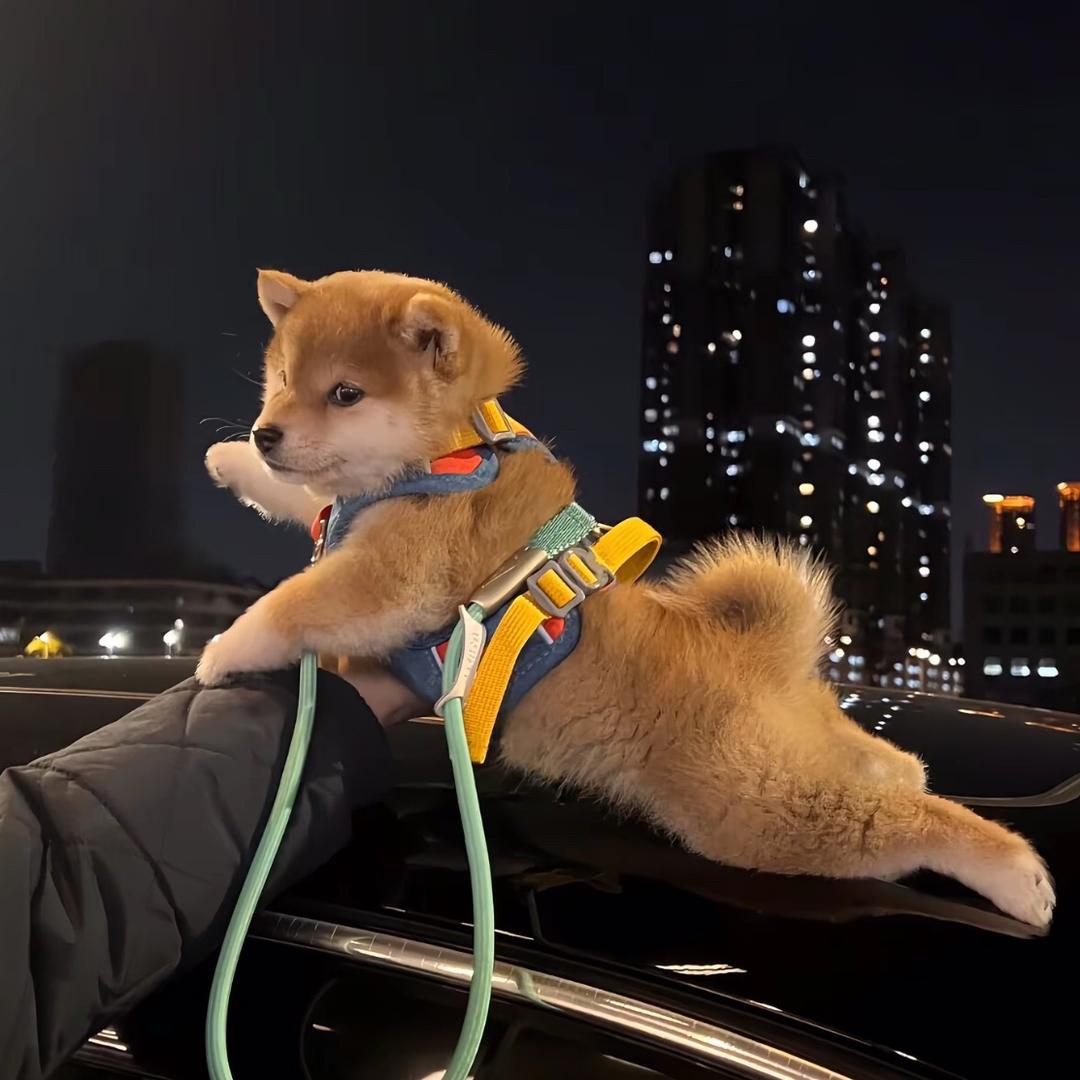 达达丶