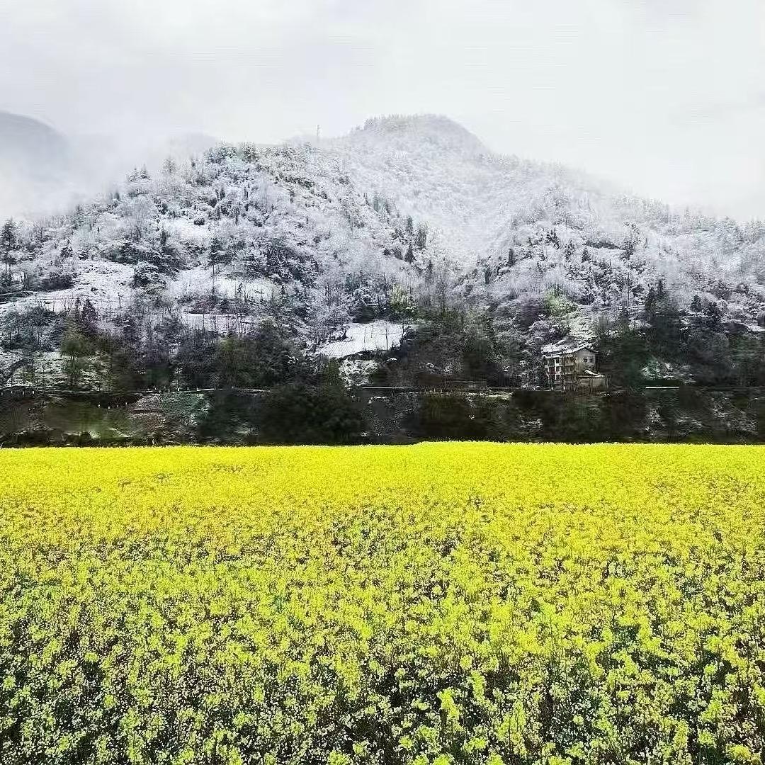秦岭山货