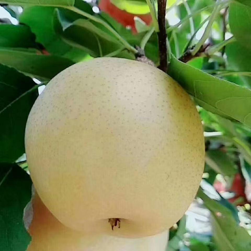农家乐新鲜水果