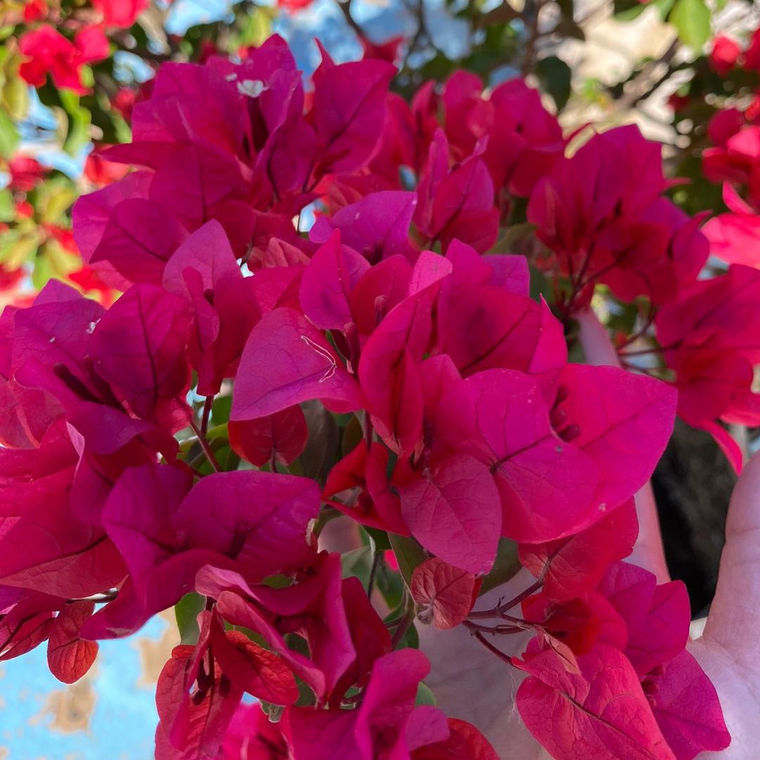 栀子花卉园艺
