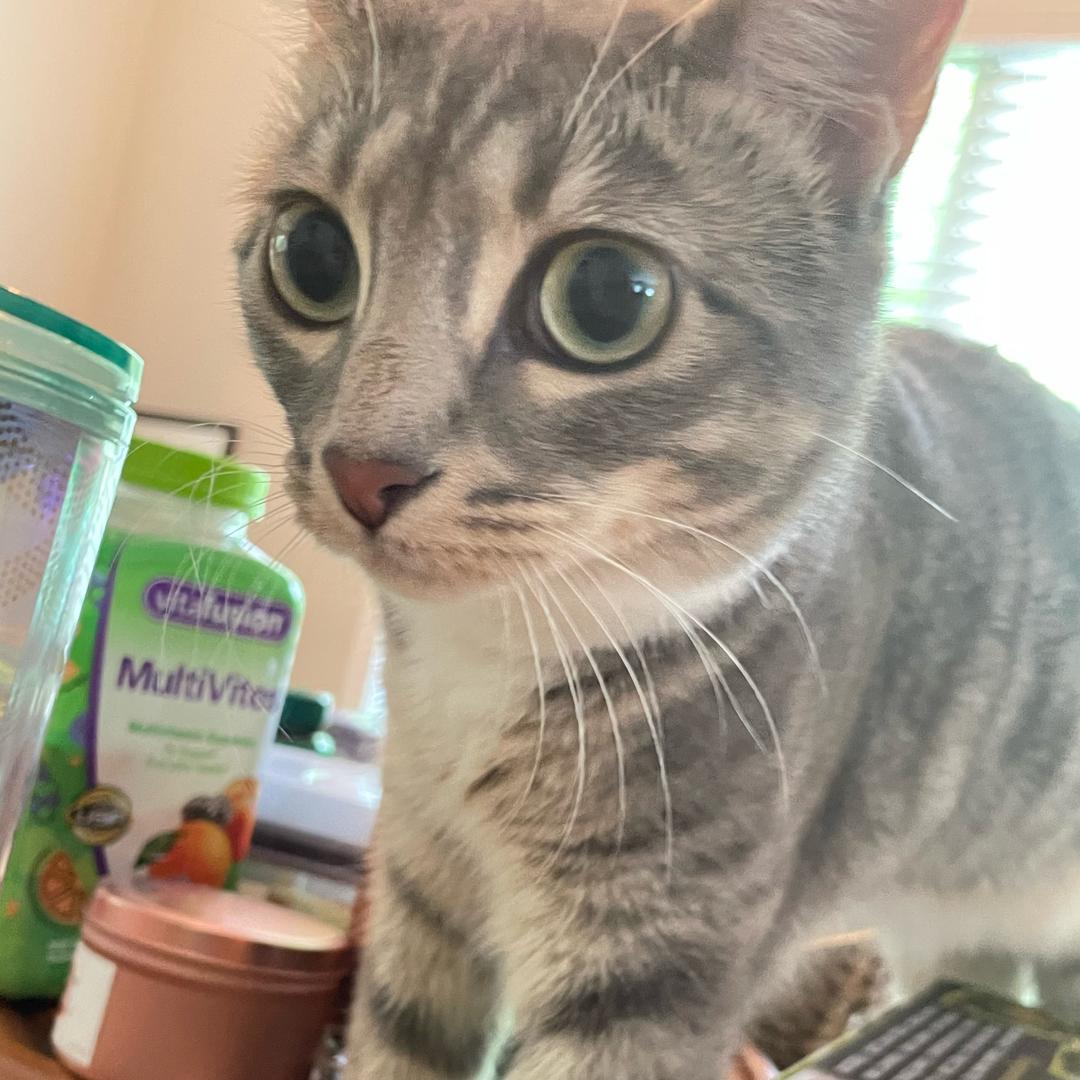 五道口小松菜奈