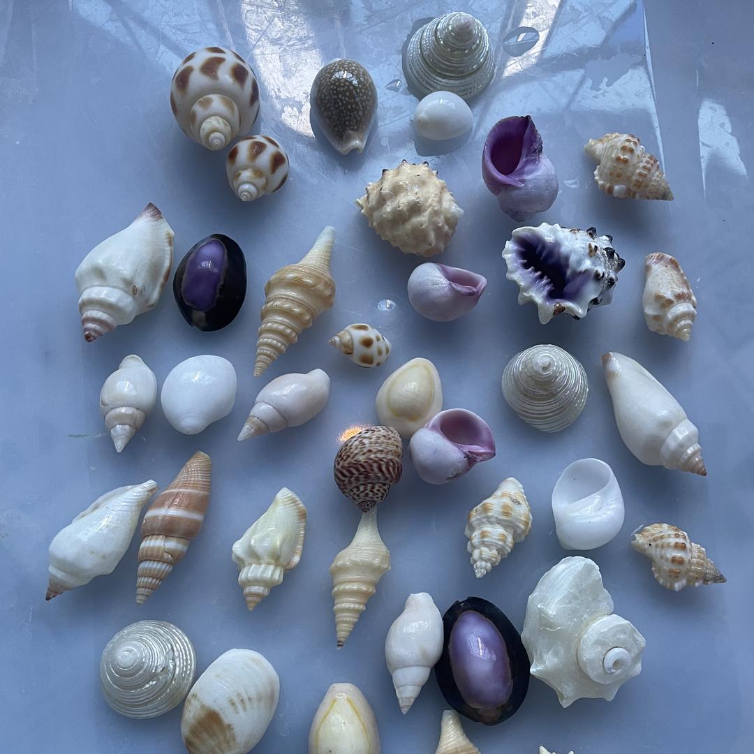 卖海螺的小姑娘