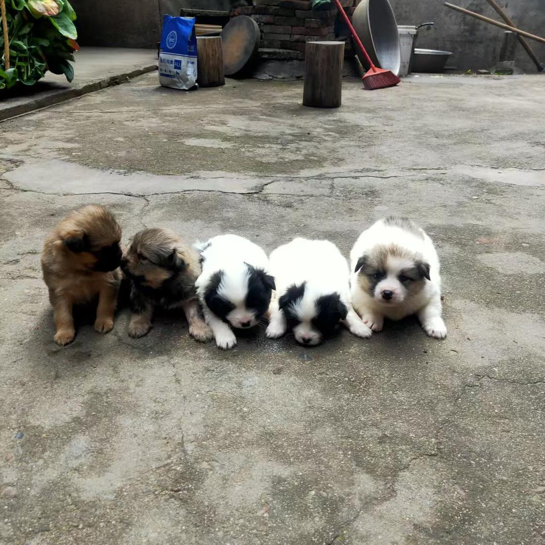 小蒋的好剧