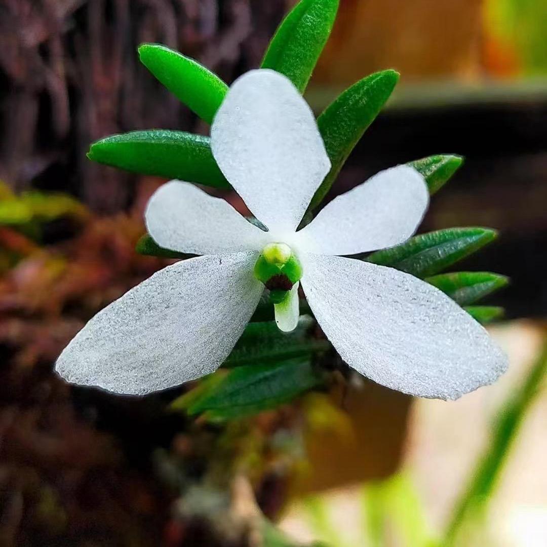 山骨的养兰日记