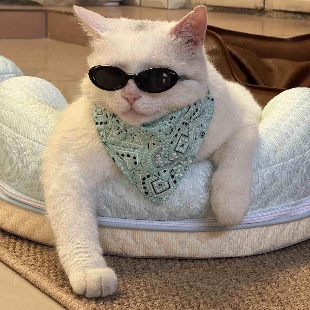 帕恰是只猫
