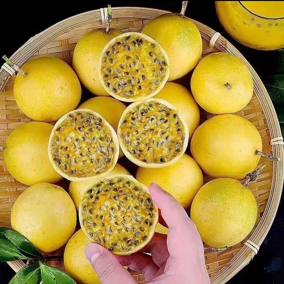 乌旗小葱果园