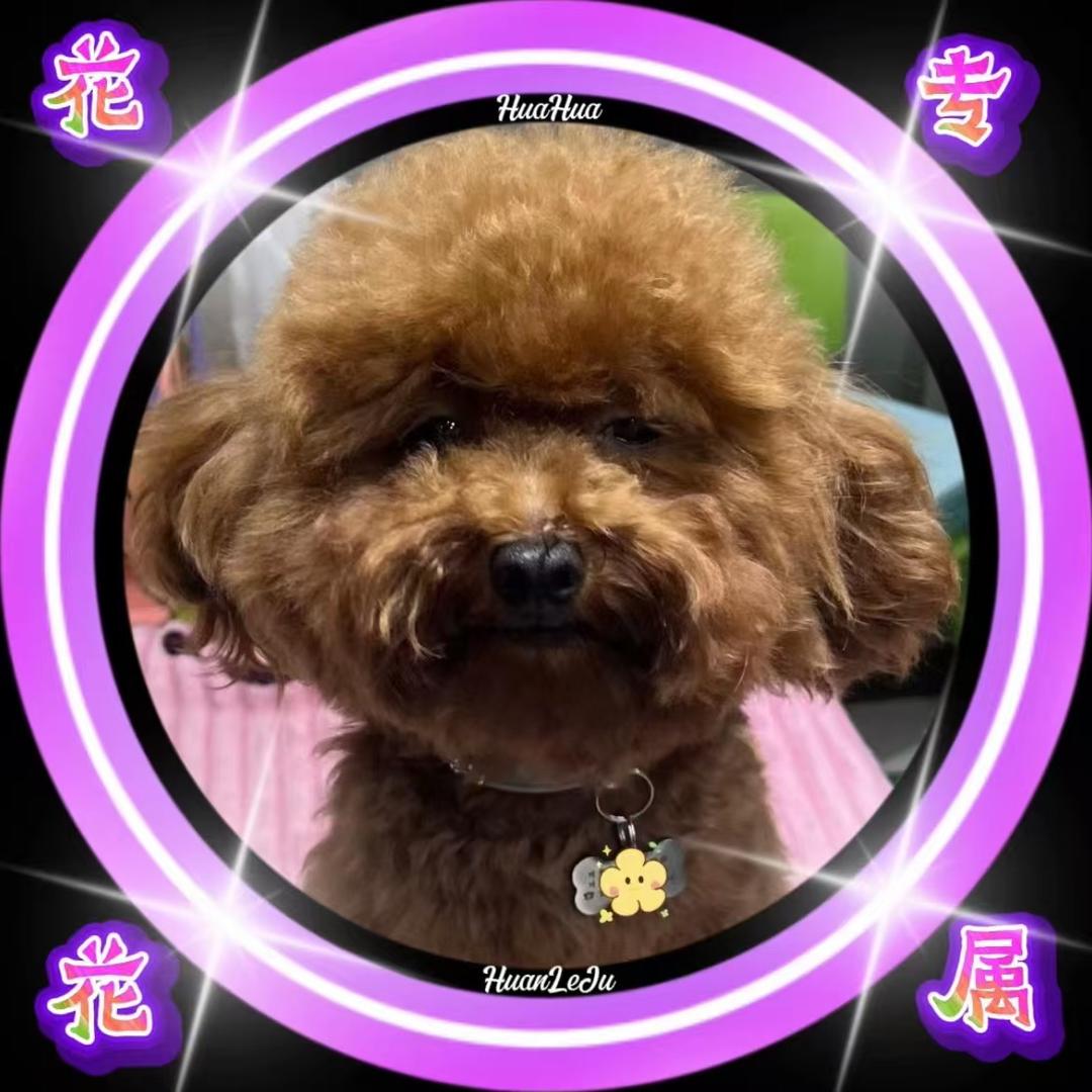 jie桔梗花.