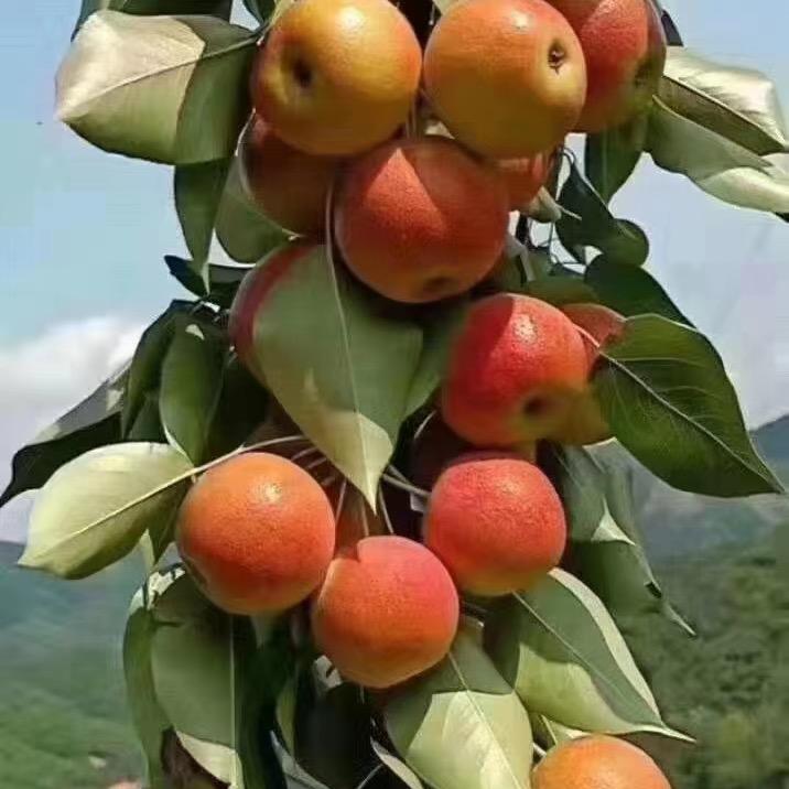鑫鑫的果园