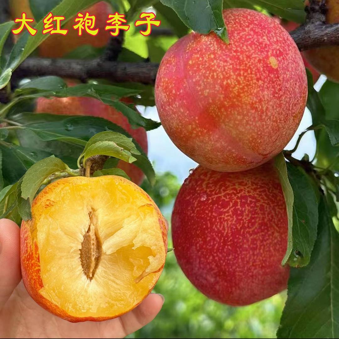 苗知春曦星果树苗木