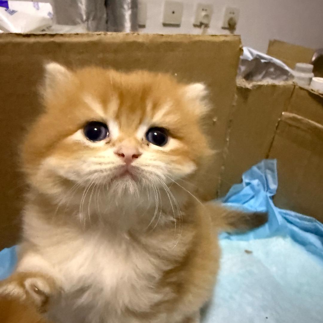 我养小猫很快乐