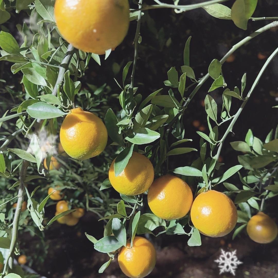 果香皇帝柑精选