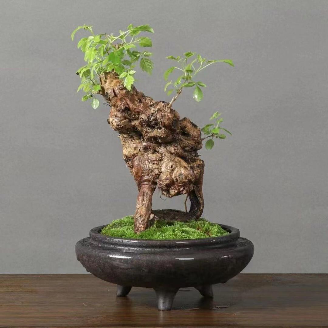 燕山黄荆