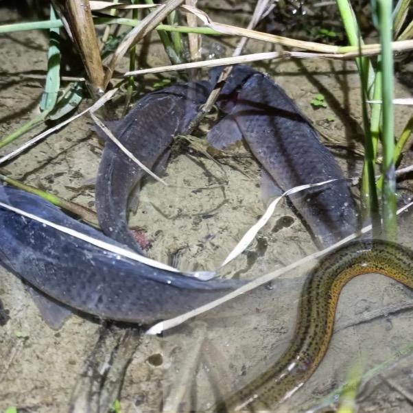 小斌钓鳝（收徒）